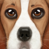 Ultimate Dog Simulator - Gluten Free Games