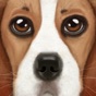 Ultimate Dog Simulator app download