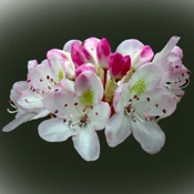 West Virginia Wildflowers