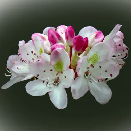 West Virginia Wildflowers Cheats