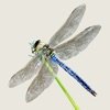 Dragonflies & Damselflies icon