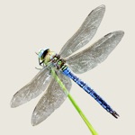 Download Dragonflies & Damselflies app