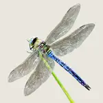 Dragonflies & Damselflies App Problems