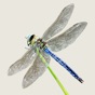Dragonflies & Damselflies app download