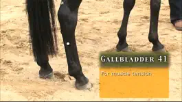 Game screenshot Equine Acupressure apk
