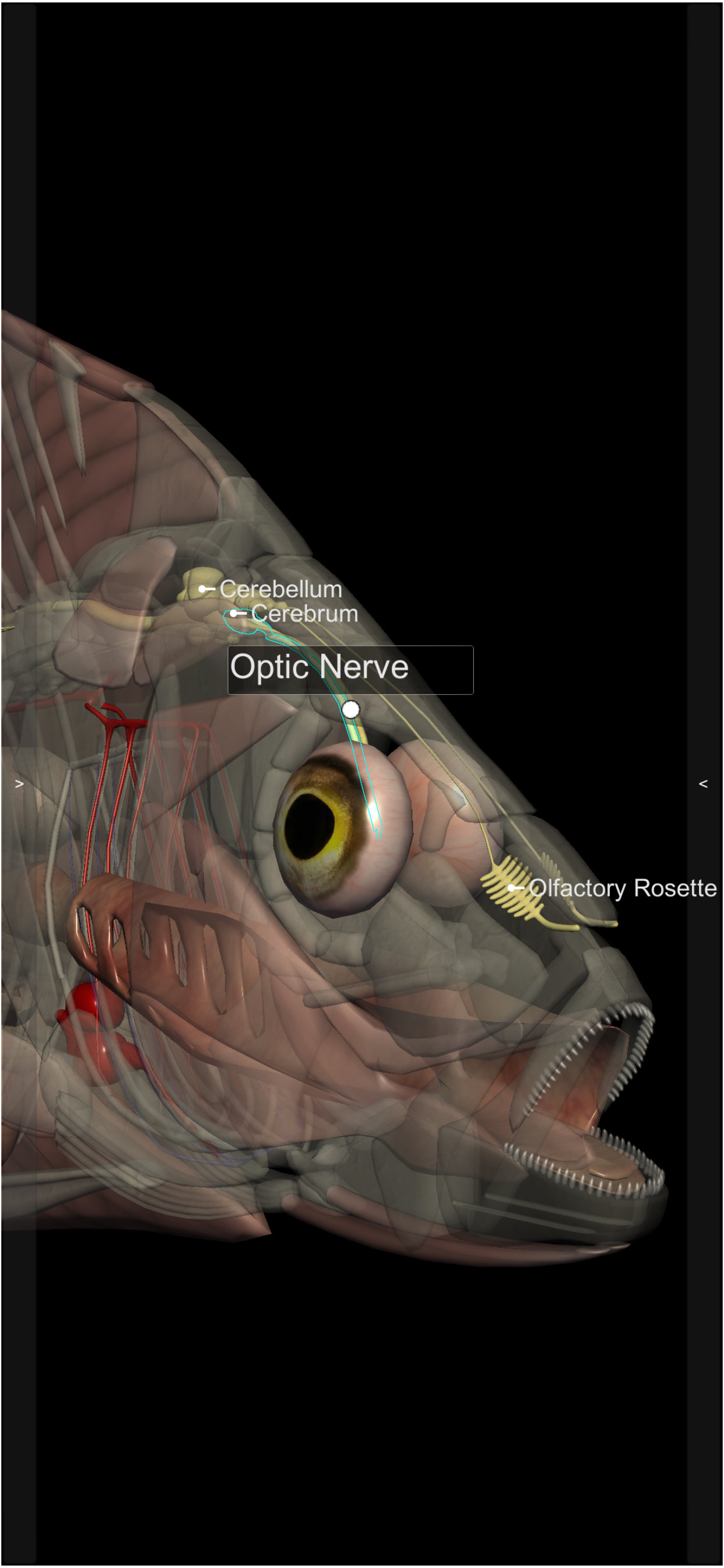 3D Fish Anatomy screenshot 5