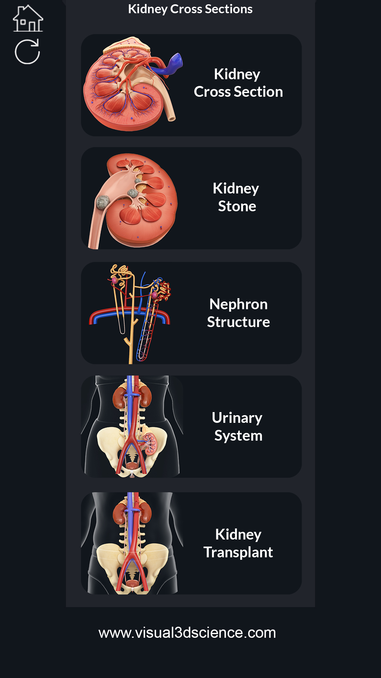 My Kidney Anatomy