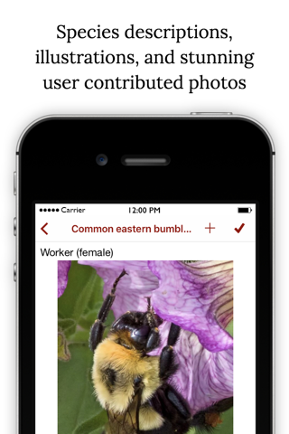 Bumble Bee Watch - náhled