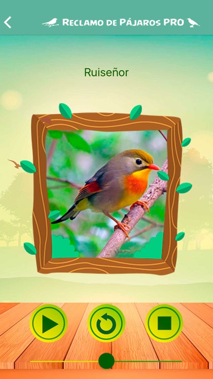 birds birdcall screenshot-4