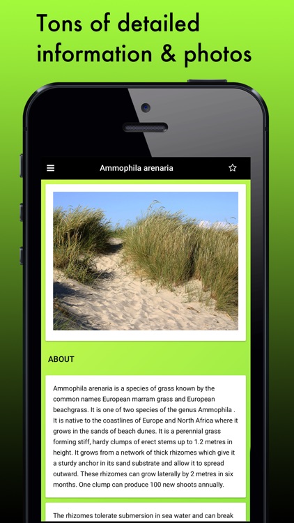 Grass Species: Types of Grass