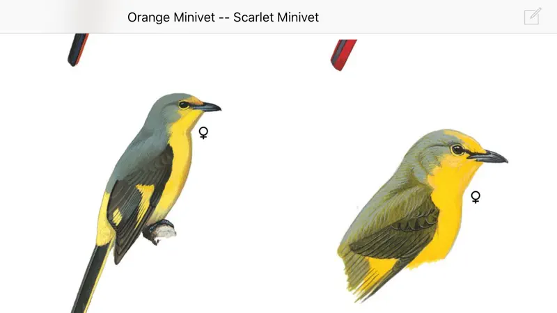 eGuide to Birds of the Indian Subcontinent screenshot 5 of 5
