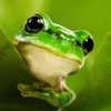 Animali dal vivo (AppStore Link)