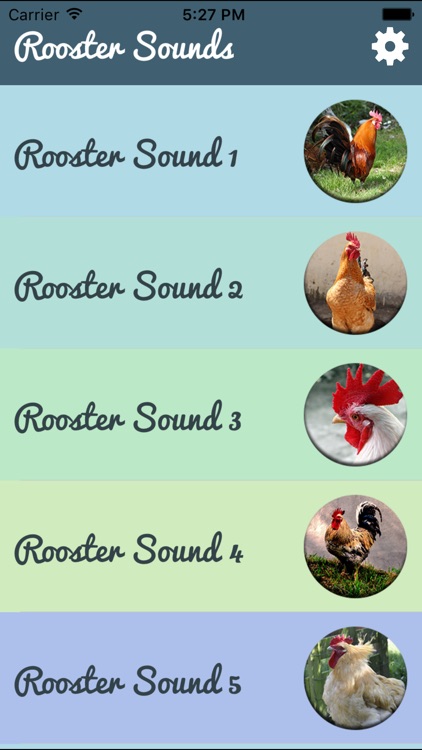 Rooster Sound – Rooster Crowing Sound