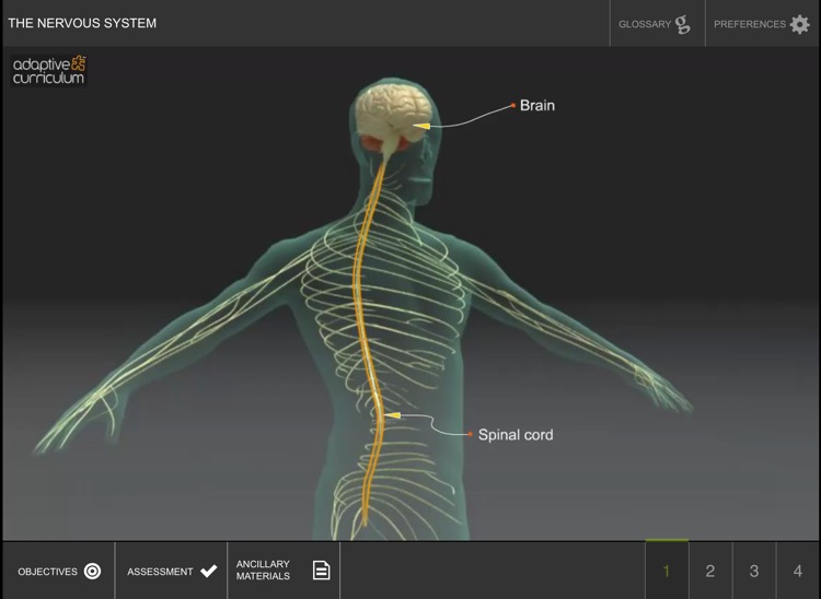 Exploring the Nervous System