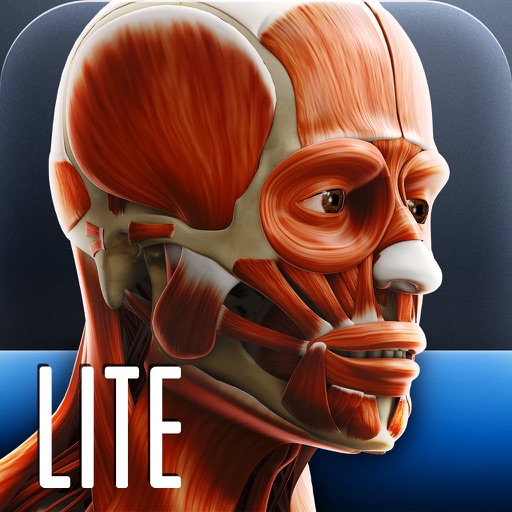 Anatomy In Motion - Shoulder Muscles Flashcards