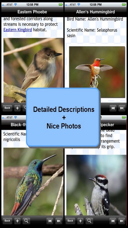 Birds Encyclopedia