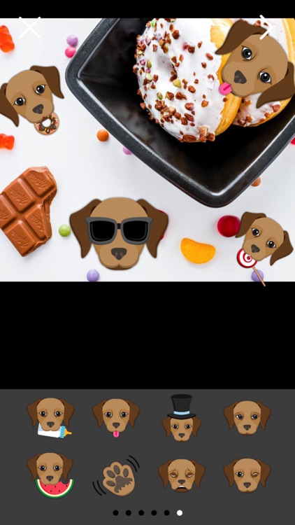 Chocolate Labrador Photo Booth