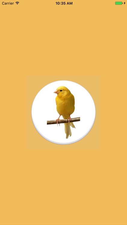 Canary Bird Sounds