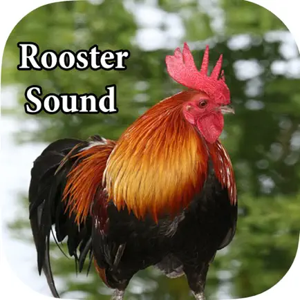 Rooster Sound – Rooster Crowing Sound Читы