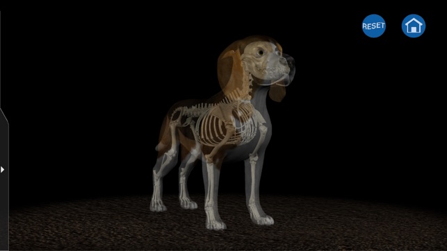 Osteology in Dogs (Ad Version)(圖3)-速報App