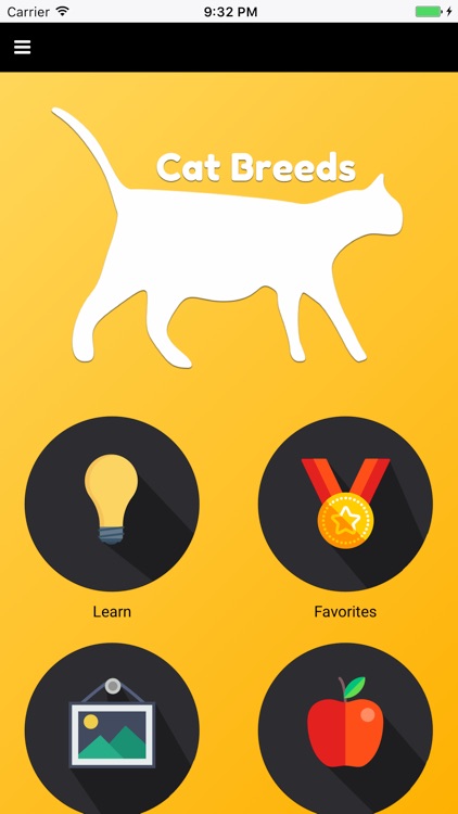 Cat Breeds: Types of Cat