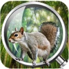 Forest Clue Hidden Object