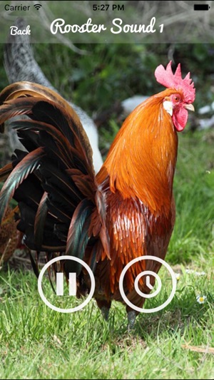 Rooster Sound – Rooster Crowing Sound on the App Store