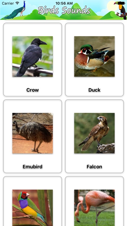 Birds Sounds and Music