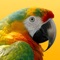 Learn about these rare and amazing creatures, who are on the verge of going away forever