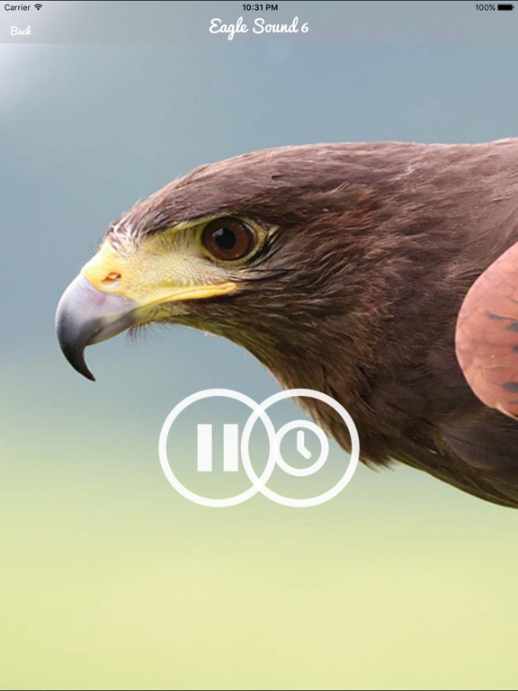 Screenshot #5 pour Eagle sounds – Bald Sound