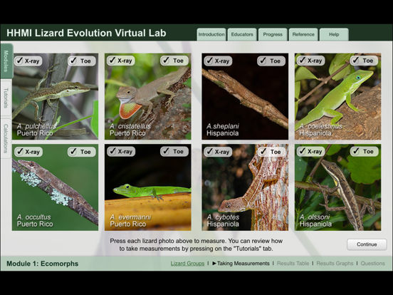 Screenshot #5 pour Lizard Evolution Virtual Lab