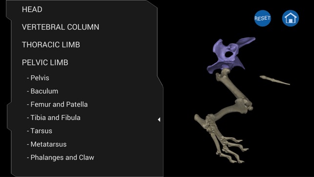 Osteology in Dogs (Ad Version)(圖5)-速報App