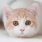 Cat Dog Sounds is an app designed for cat, dog lovers