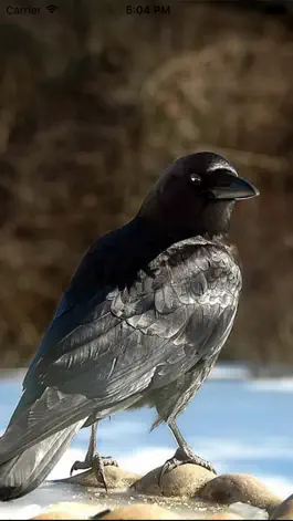 Game screenshot Crow Sounds – Crow Call Sound mod apk
