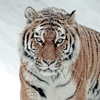 Arctic Tiger