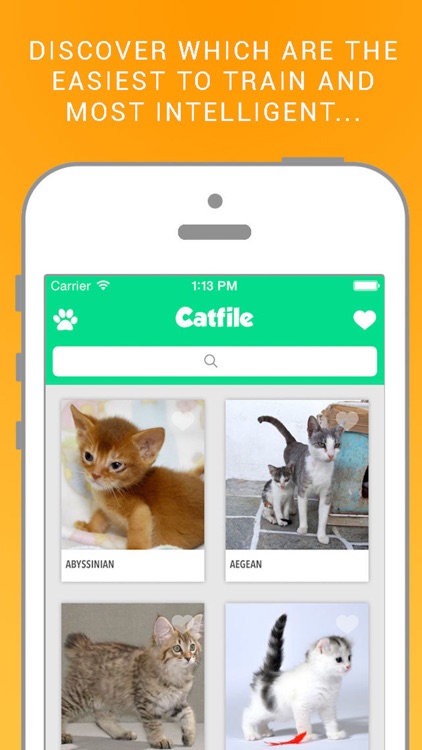 Cat File: The complete guide of cats breeds