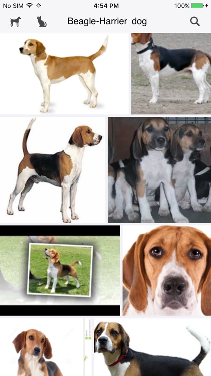 Dog & Cat Breed Finder