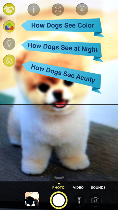 Dog Vision HD Screenshot