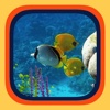 Fishes Aquarium