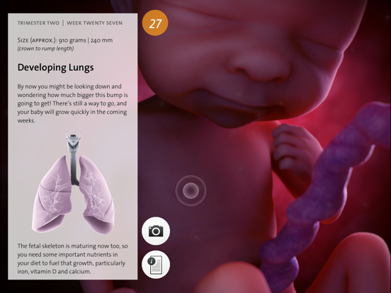 Screenshot #5 pour Pregnancy: Life in the Womb