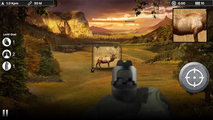 Deer Target Shooting