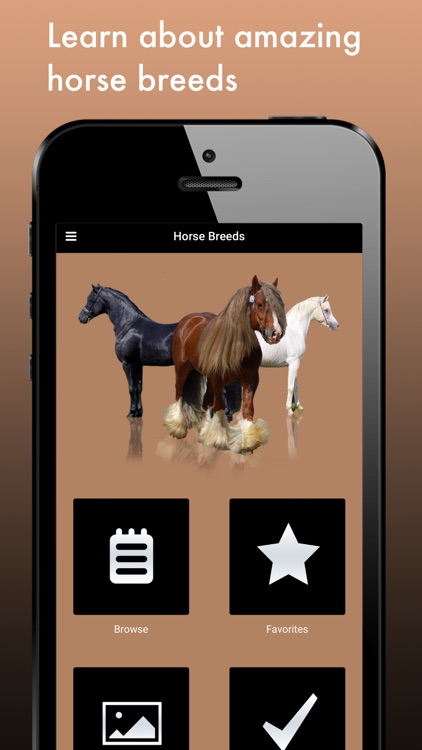 Horse Breeds: A Bible of Horses