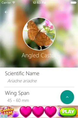 Game screenshot Indian Butterflies hack