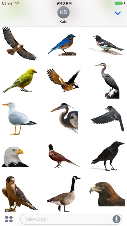 Flock of Birds Stickers