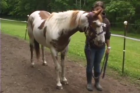 Horse Care - náhled