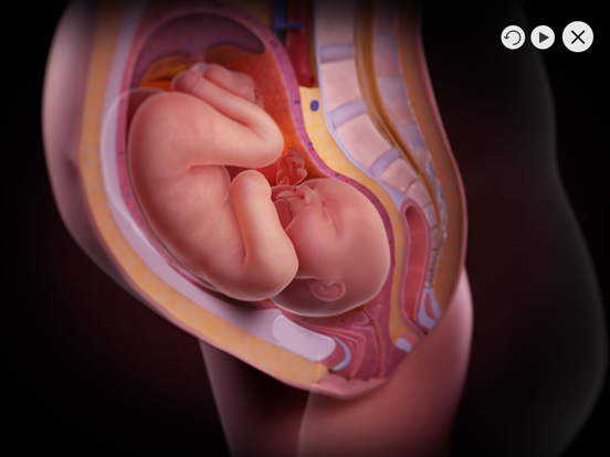 Pregnancy: Life in the Wombのおすすめ画像5