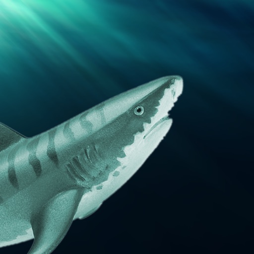 3D Killer Shark Attack Simulator icon