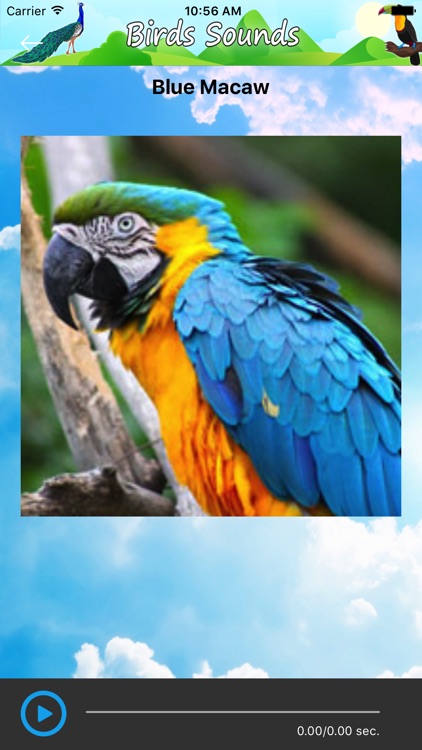 Birds Sounds and Music screenshot-4