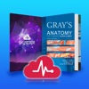 Gray's Anatomy for Students Flash Cards