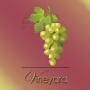 The Vineyard Church - Valdosta